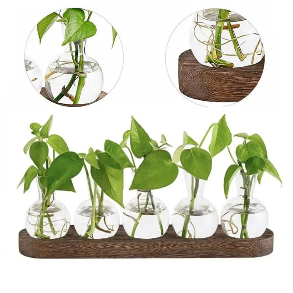 Cleveland Transparent Hydroponic Glass Vase